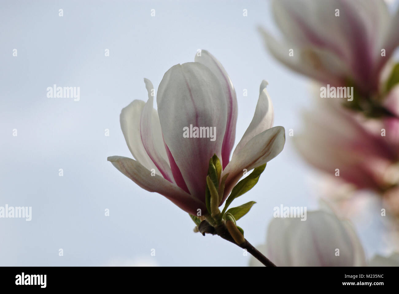 Blossoms of magnolia tree against a blue sky Stock Photo - Alamy