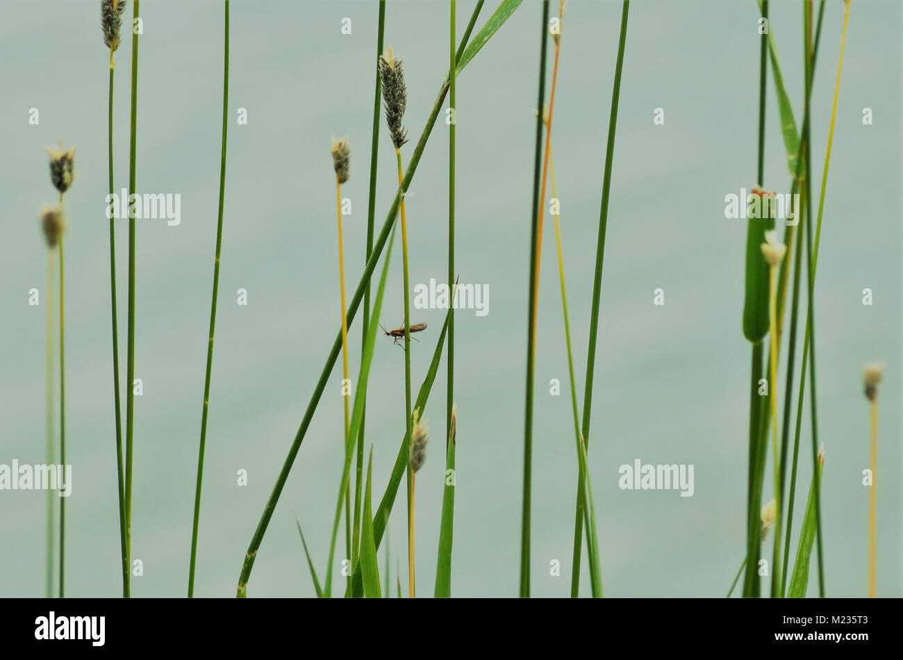 A lake full of green weeds and cat tails with a grasshopper resting on one of the tall stems Stock Photo