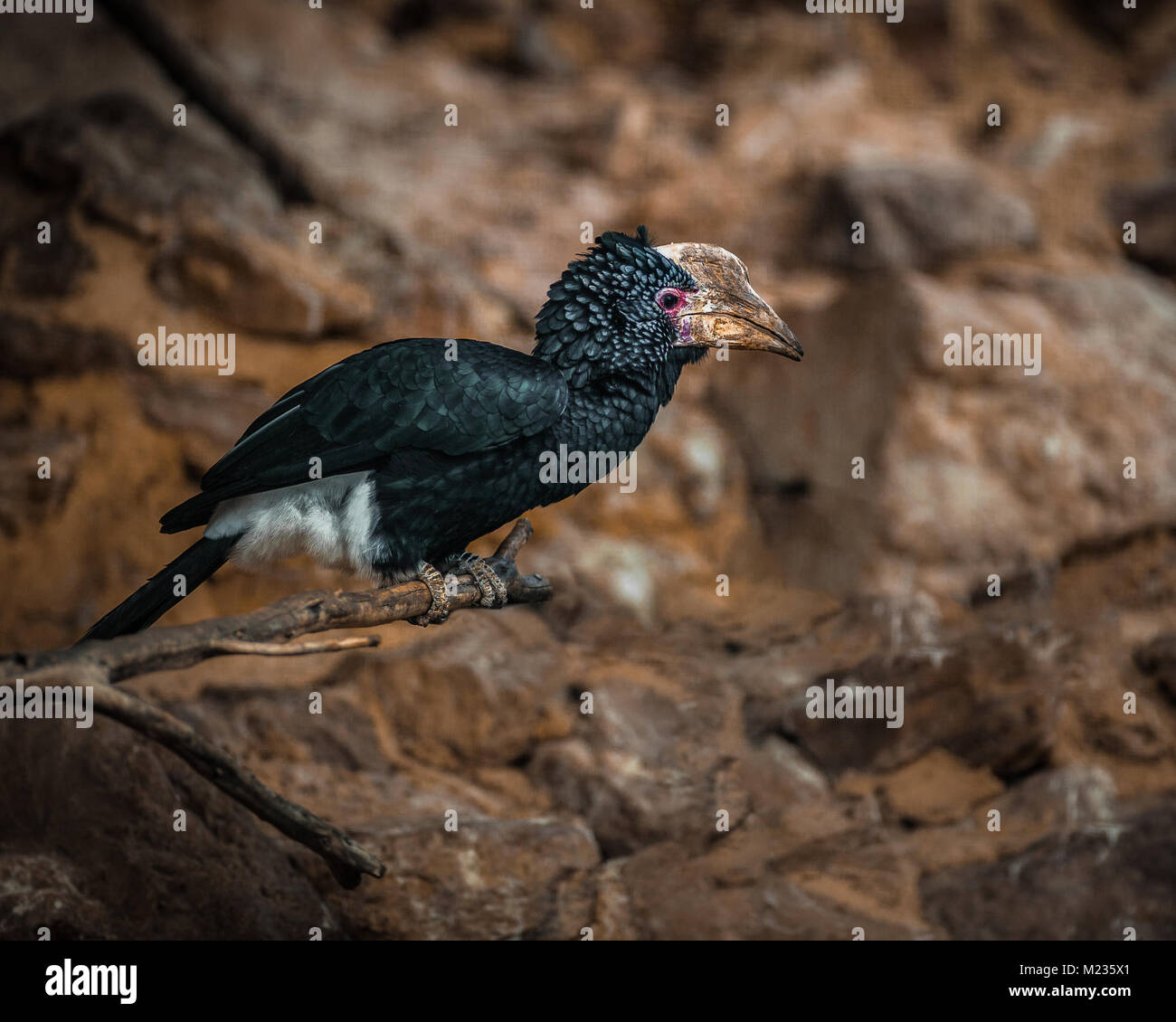 Silvery Cheeked Hornbill, Bycanistes brevis Stock Photo