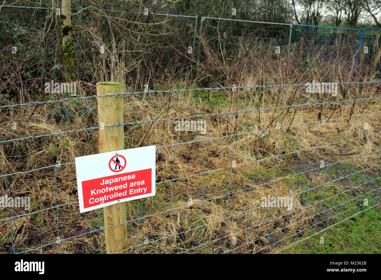 Area containing Japanese Knotweed with no-entry warning sign Stock Photo