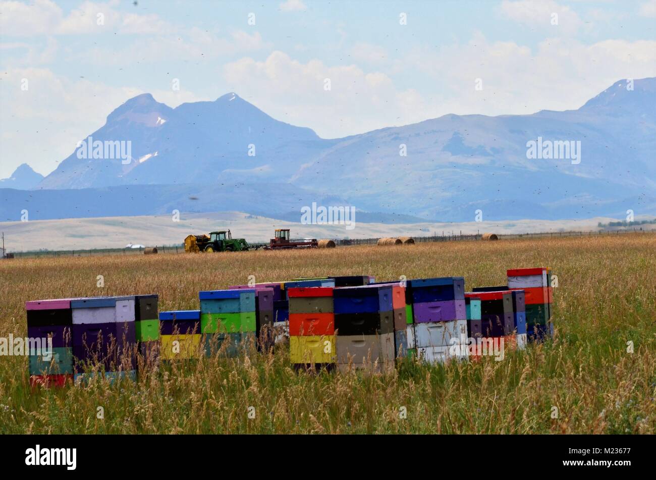 Bee hives hi-res stock photography and images - Alamy