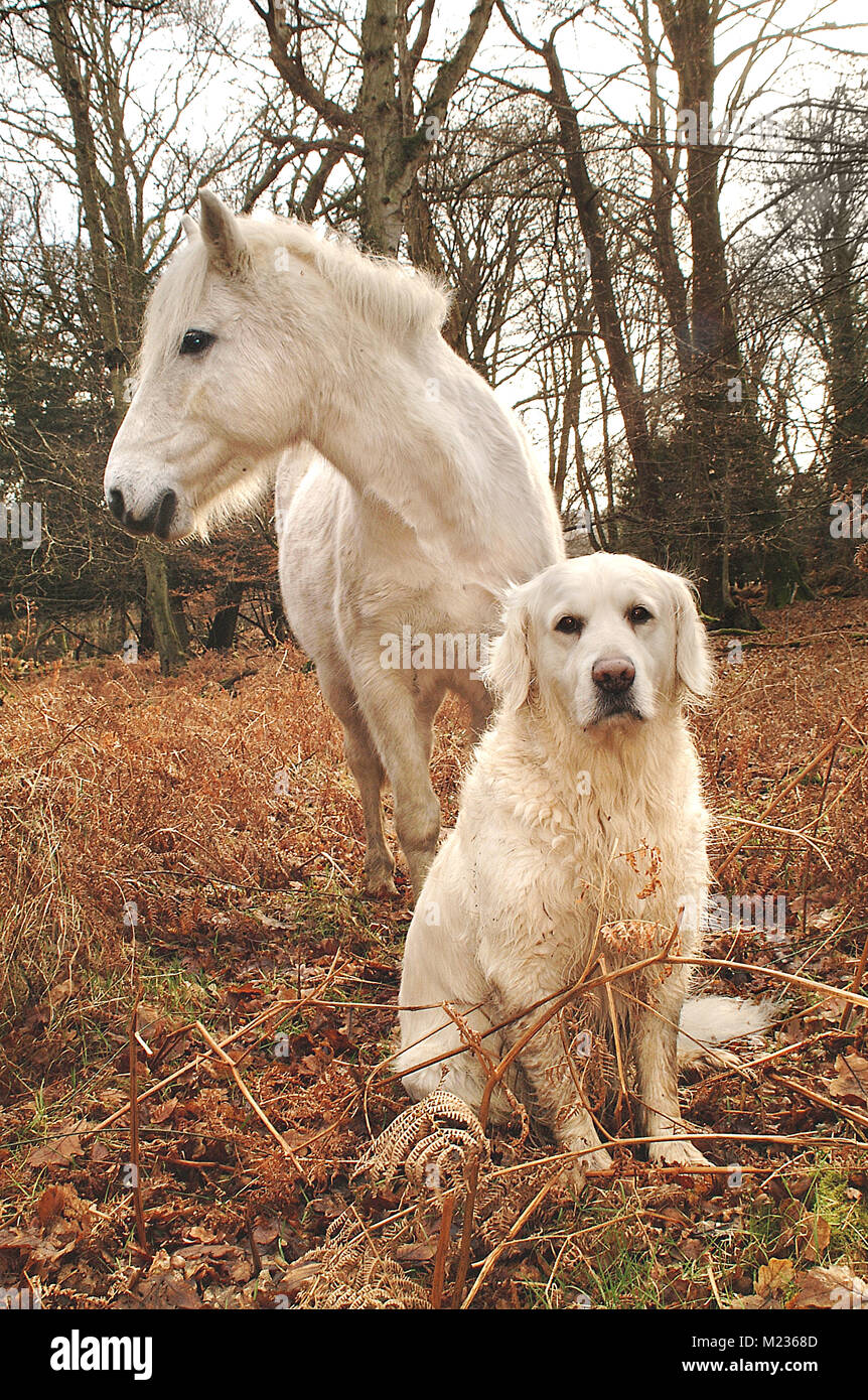 Pony and dog in the New Forest National Park Stock Photo