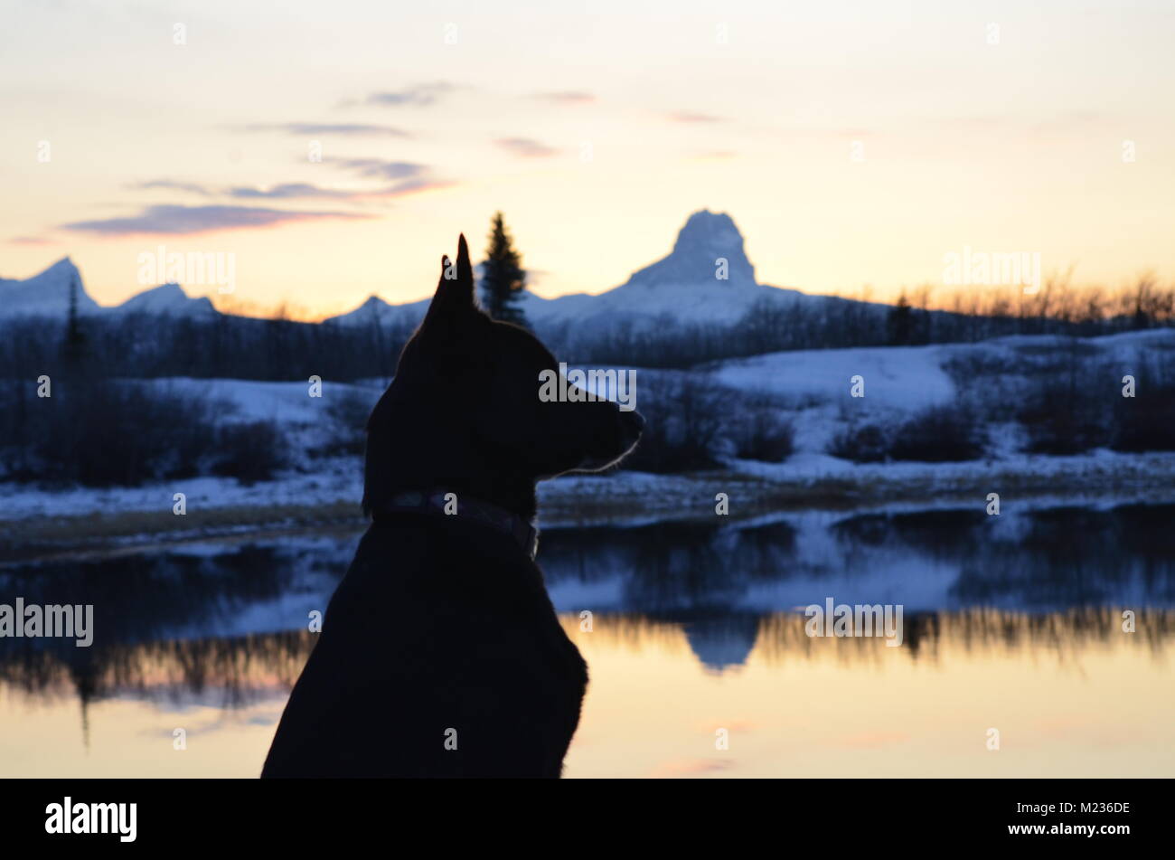 A Border Collie sits and looks out over the calm reflective water, with Chief mountain in the distance with its snow covered peaks at sunset Stock Photo