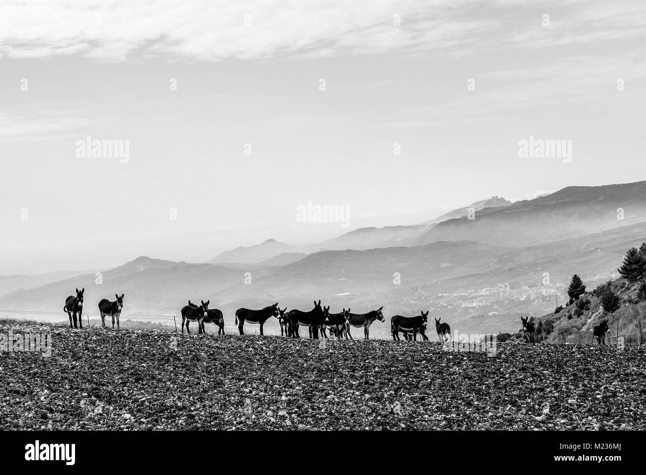 Sicilian chocolate Black and White Stock Photos & Images - Alamy