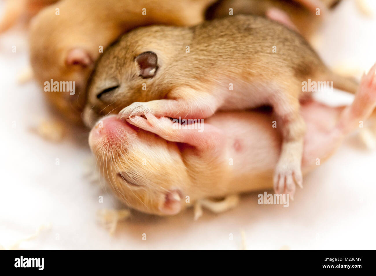 Baby Field Mouse Eyes Closed