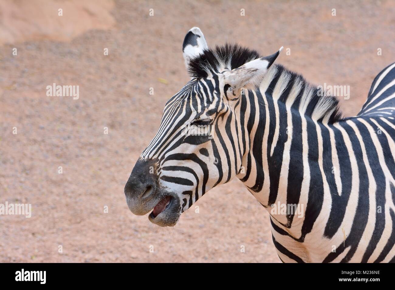 Beautiful zebra outdoor in daylight Stock Photo Alamy