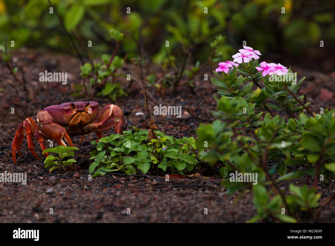 Land crabs hi res stock photography and images Alamy