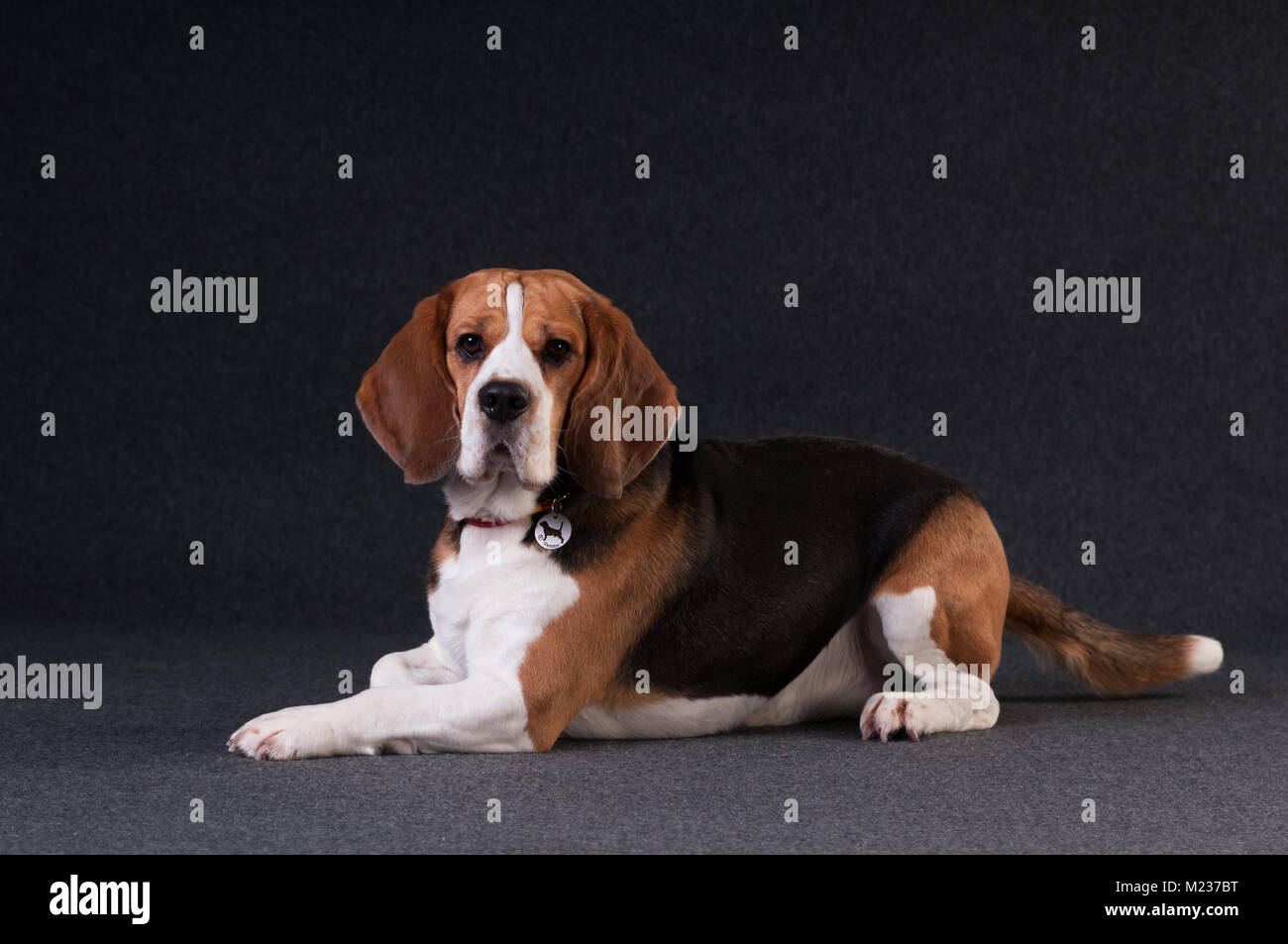 Beagle in studio full body portrait on dark grey background Stock Photo ...