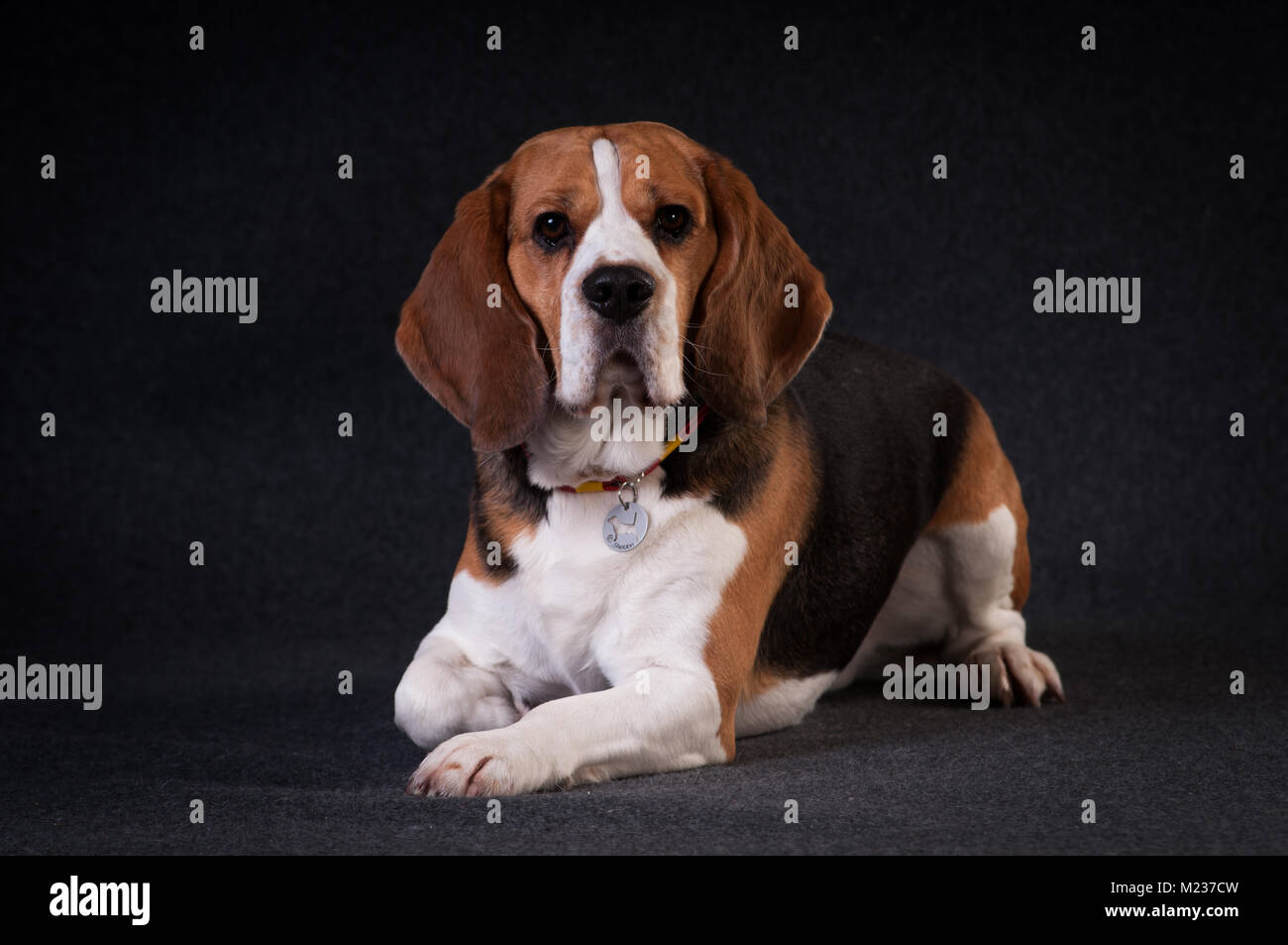Beagle in studio full body portrait on dark grey background Stock Photo ...