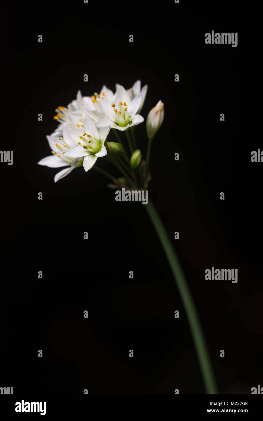 White Nothoscordum borbonicum or honeybells flowers in bloom against a dark black background Stock Photo