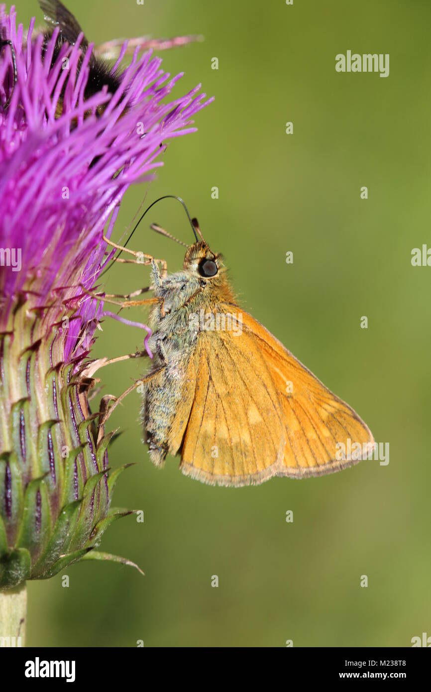 Beautiful butterfly on flower Stock Photo