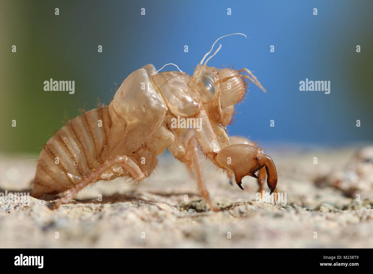 Close-up of cicada shell Stock Photo