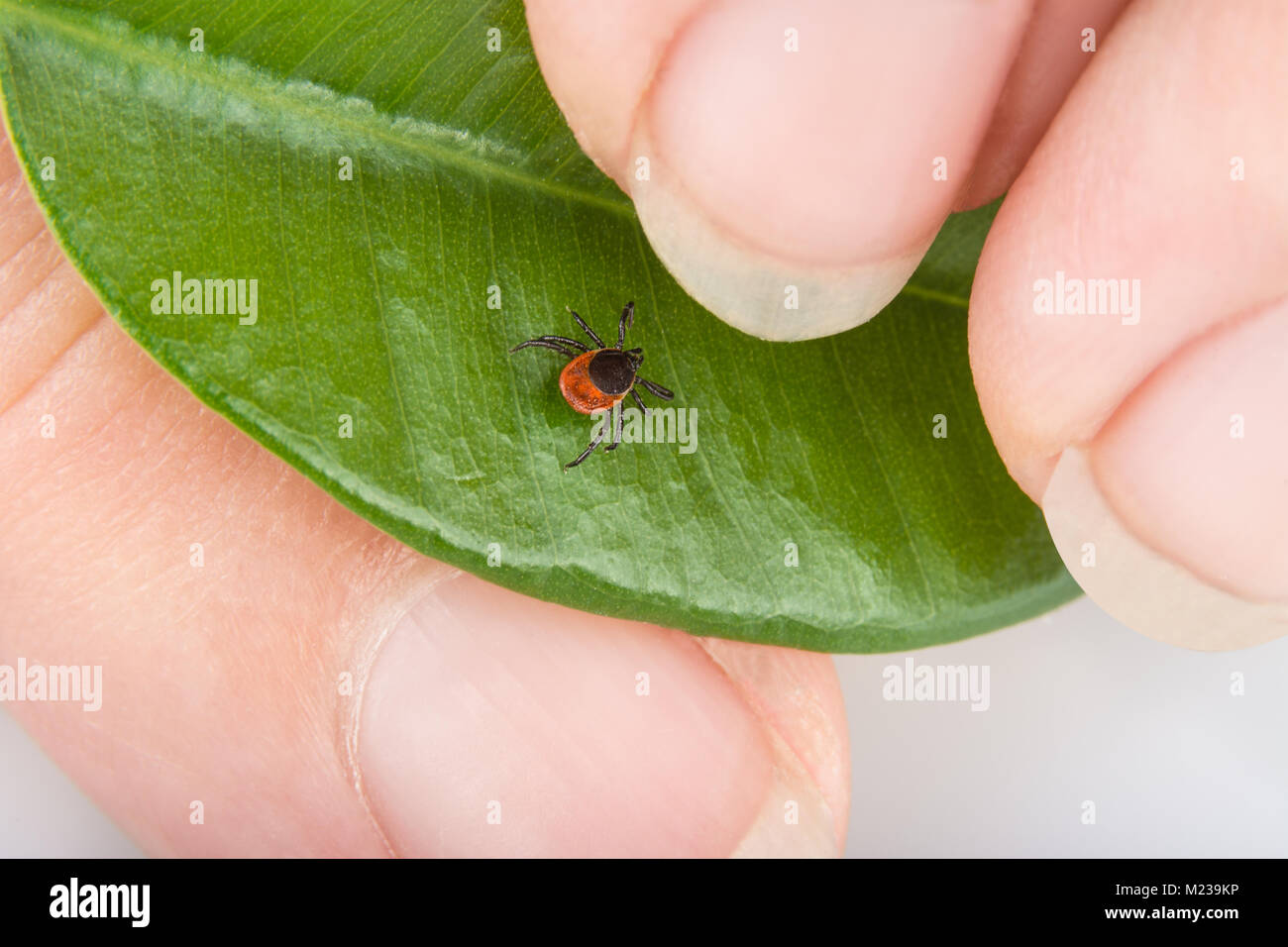 Castor bean tick on shiny green leaf. Ixodes ricinus. Close-up of human fingers and dangerous parasitic mite. Encephalitis, Lyme Disease, Borreliosis. Stock Photo