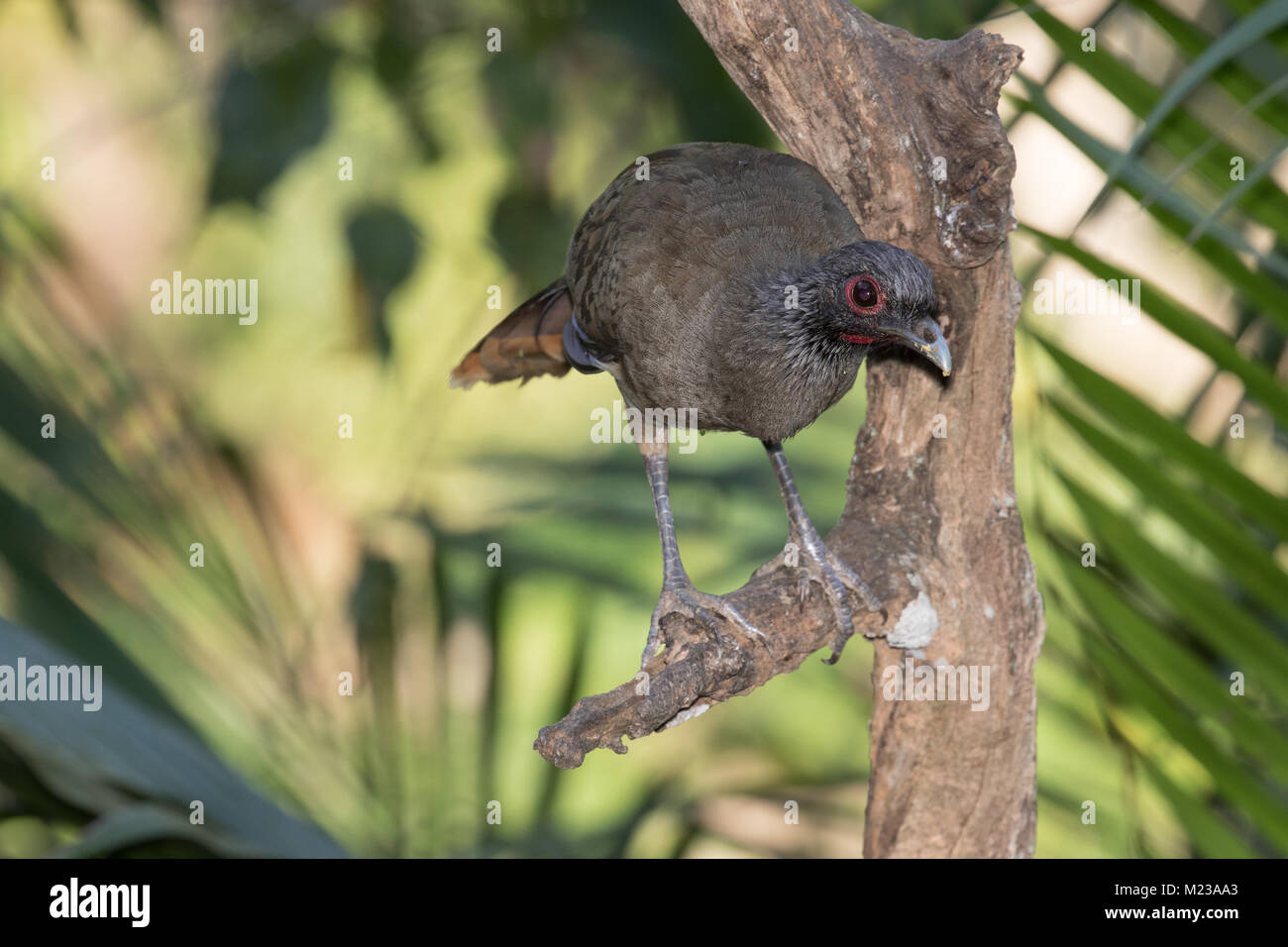 Plain Chachalaca in the Vallarta Botanical Gardens, Jalisco, Mexico Stock Photo