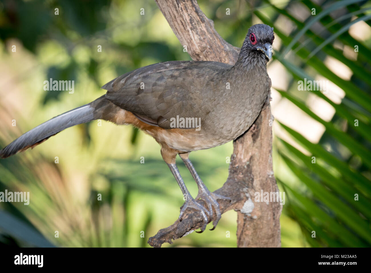 Plain Chachalaca in the Vallarta Botanical Gardens, Jalisco, Mexico Stock Photo