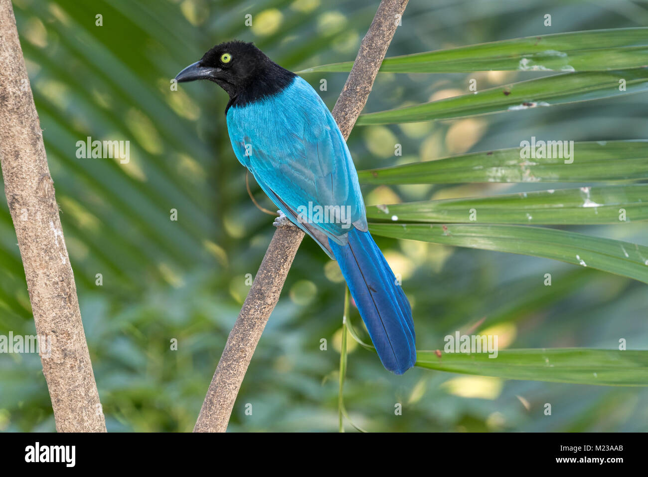 San blas jay cyanocorax sanblasianus hires stock photography and