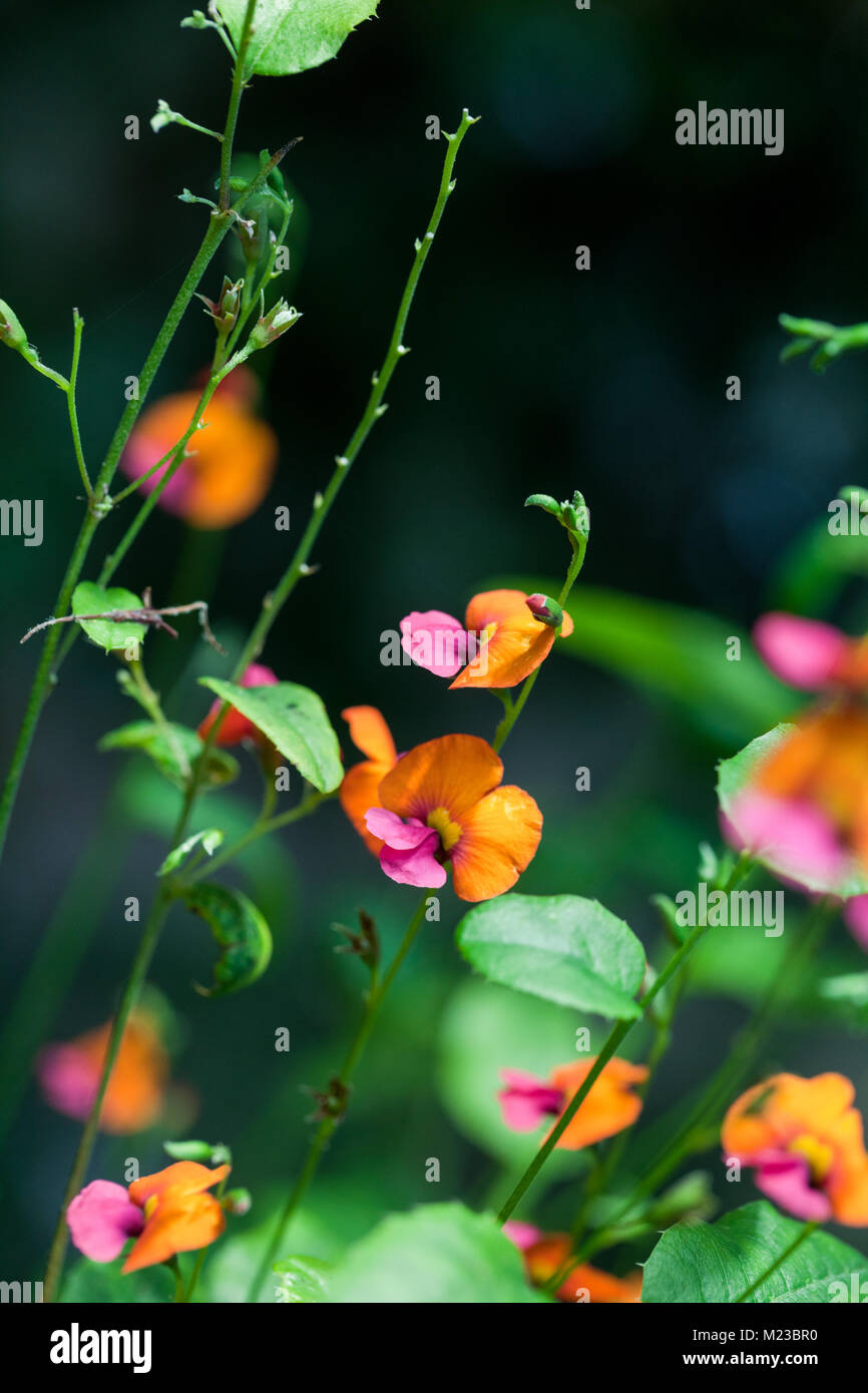 Heart-leaf Flame Pea, Kängurubuske (Chorizema cordatum) Stock Photo