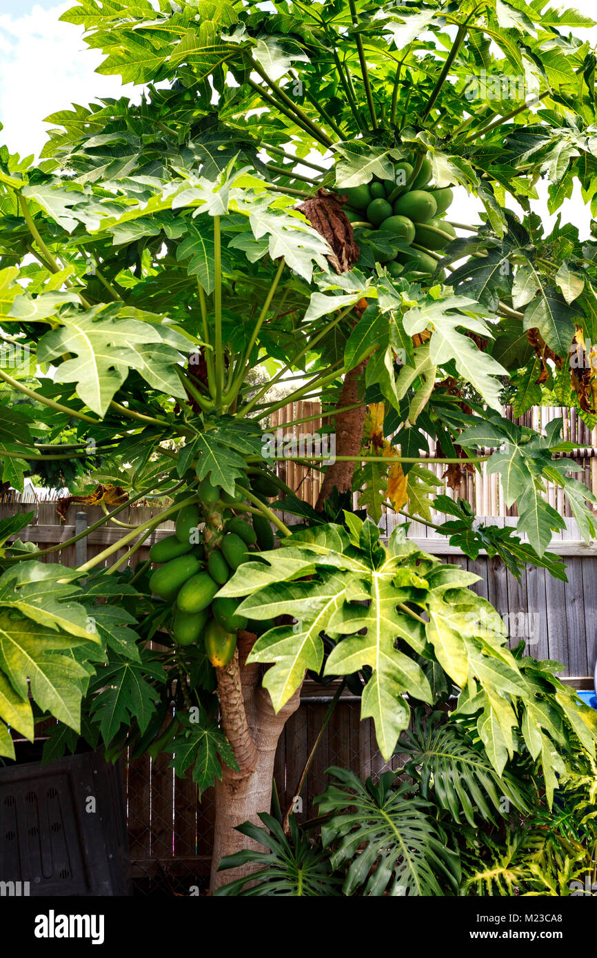 Organically grown yellow Pawpaw, carica papaya, tree and green fruit on