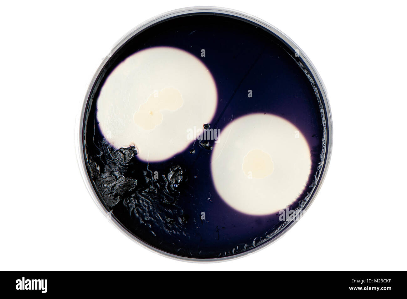 Petri dish isolated on white with bacterial colonies growing at starch medium; the dark area is colored with iodine, the white area is for microbiolog Stock Photo