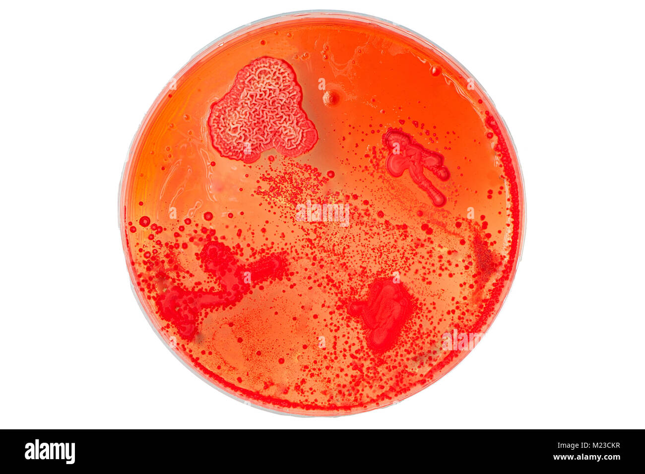 red petri dish with bacteria and yeast colonies growing, isolated on a white background Stock