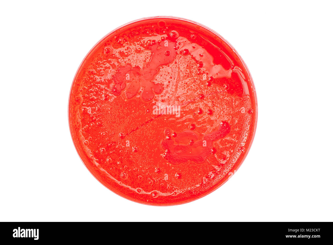 Petri dish with red medium, bacteria and yeast colonies growing, isolated on a white background. Stock Photo