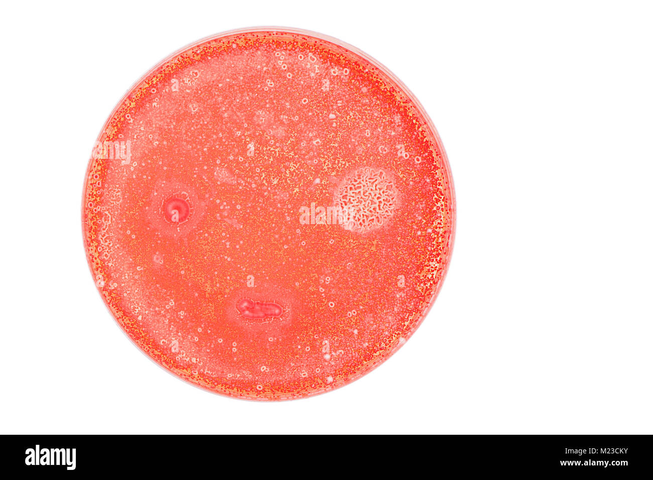 Petri dish with bacteria and yeast colonies growing, isolated on a white background. Stock Photo