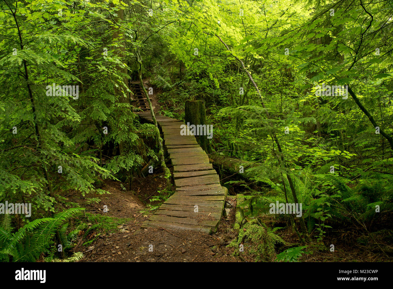 Wooden foot bridge in a forest north of Abbotsford, British Columbia, Canada Stock Photo