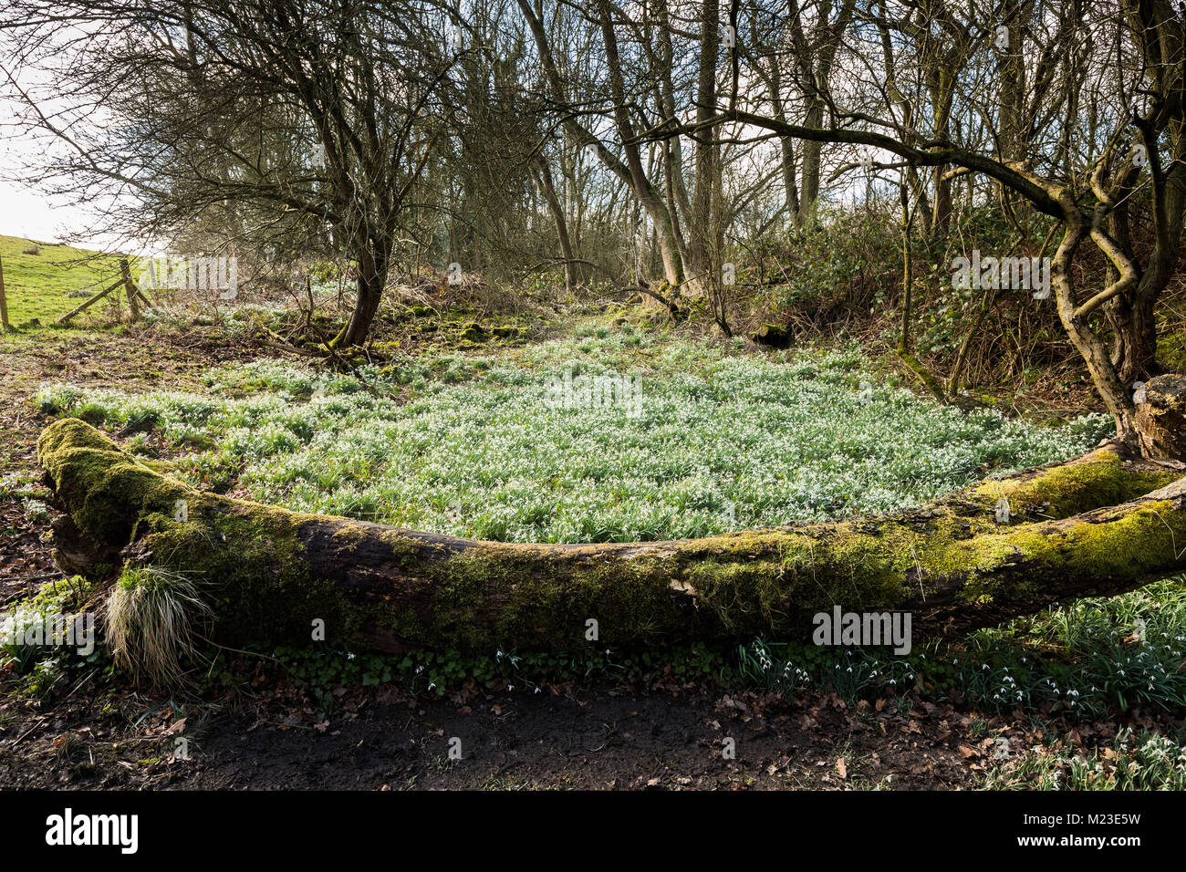 An image of a triangle of Snowdrops showing the first signs of spring in a Derbyshire Woodland, England, UK Stock Photo