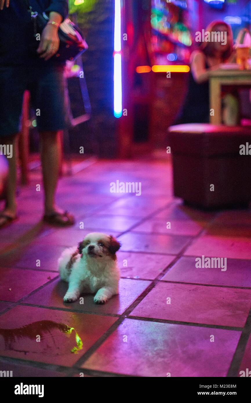 Dog at bar girl, PhnomPenh, Cambodia Stock Photo Alamy