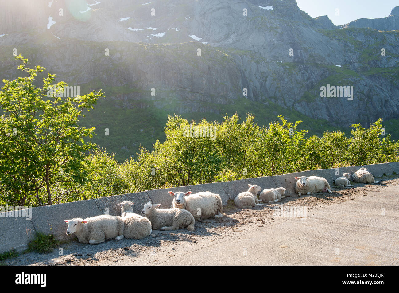 Driving through scenic summer landscape at Lofoten in northern Norway. Sheep on the road. Stock Photo
