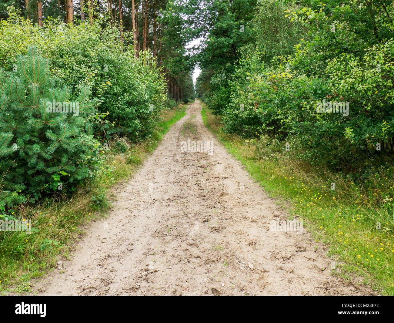 Forest track in the Lueneburger Heide,  Niedersachsen, Germany. Stock Photo