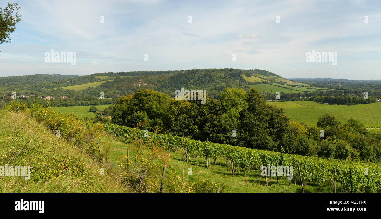 Box Hill in North Downs in Surrey from Ranmore Common / Ashcombe Wood Slopes above Denbies Vineyard Stock Photo