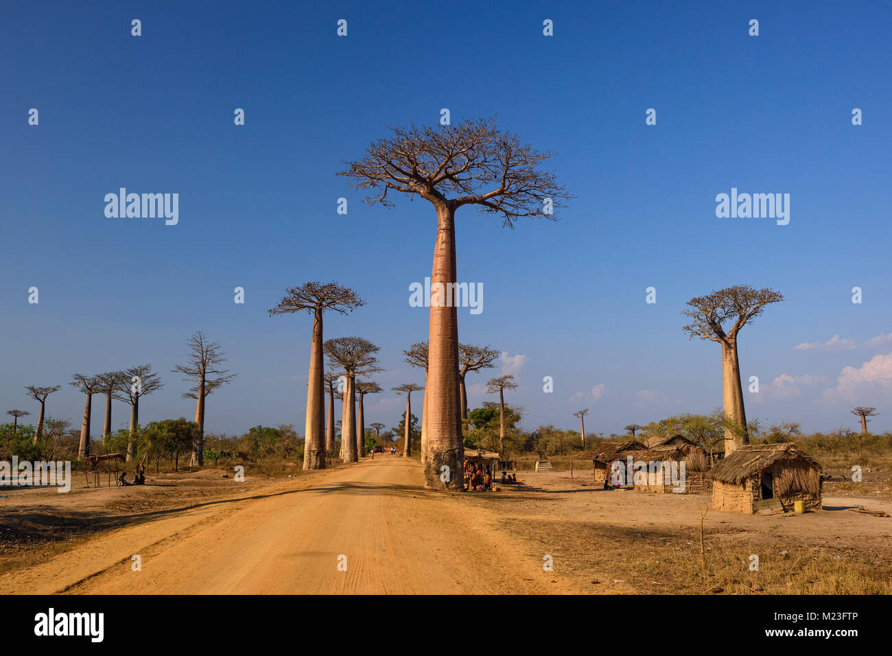 Baobab - Adansonia grandidieri, Madagascar west coast. Travel Madagascar. Holidays. Iconic tree Photo - Alamy