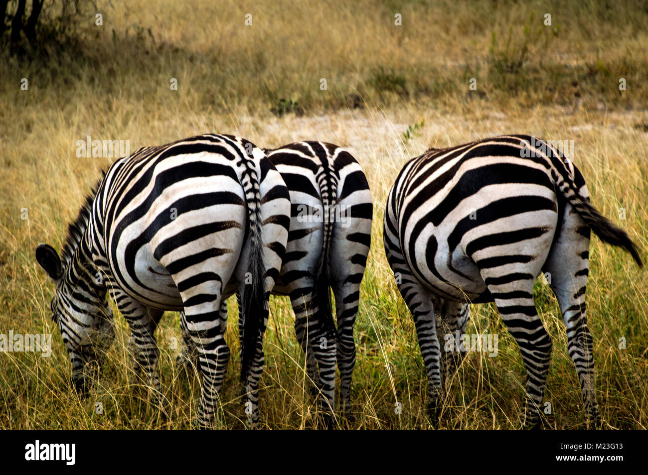 Zebras eating in Africa Stock Photo
