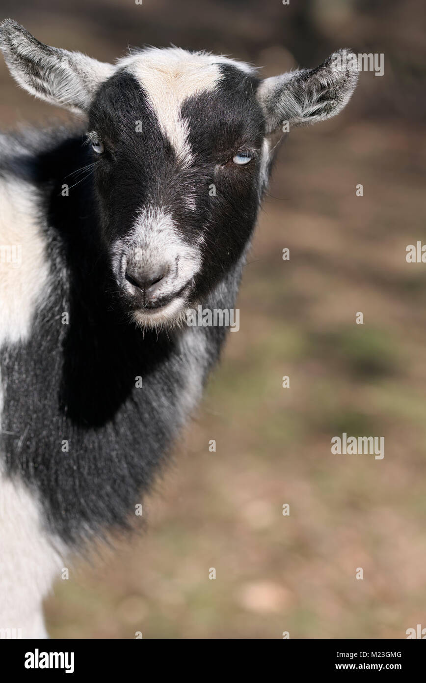 Nigerian Dwarf Goat close up portrait Stock Photo