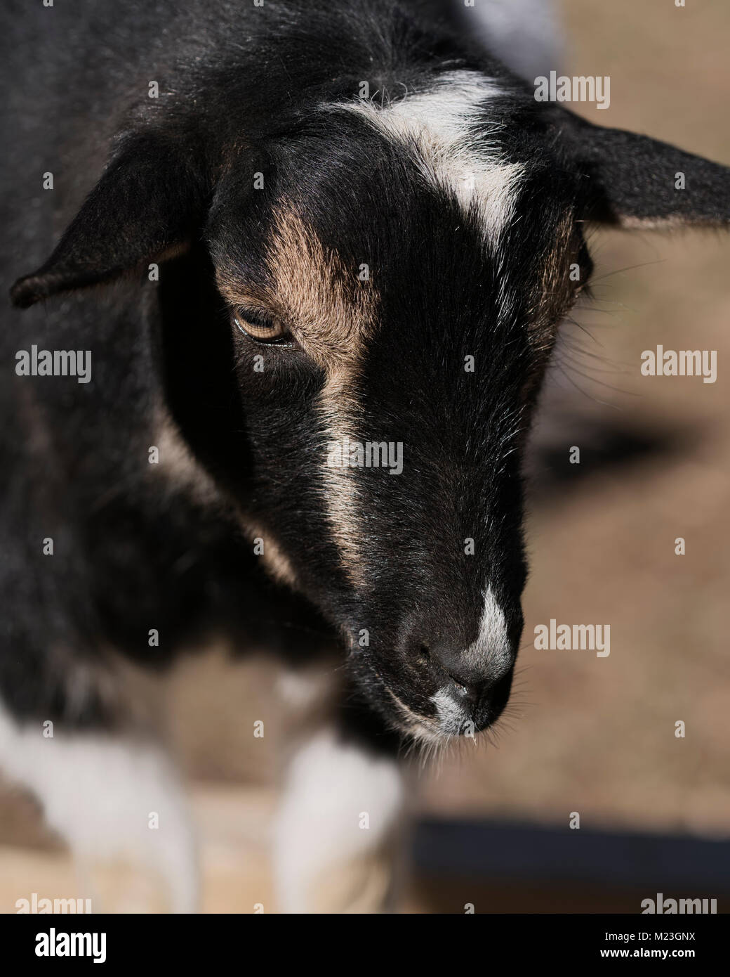Nigerian dwarf goat hi-res stock photography and images - Alamy