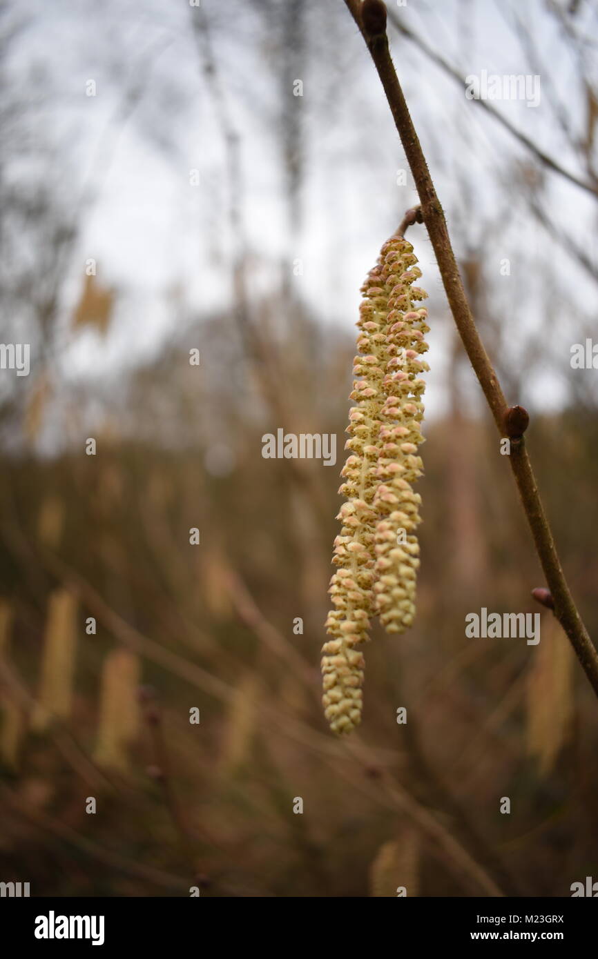 Closeup of catkins growing in woodland, taken at a shallow depth of field. Stock Photo