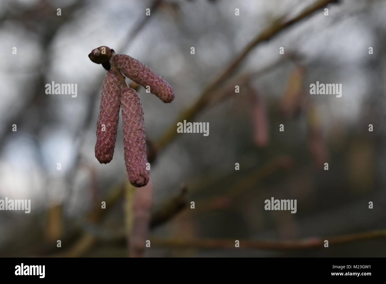 Closeup of red catkins growing in woodland, taken at a shallow depth of field. Stock Photo