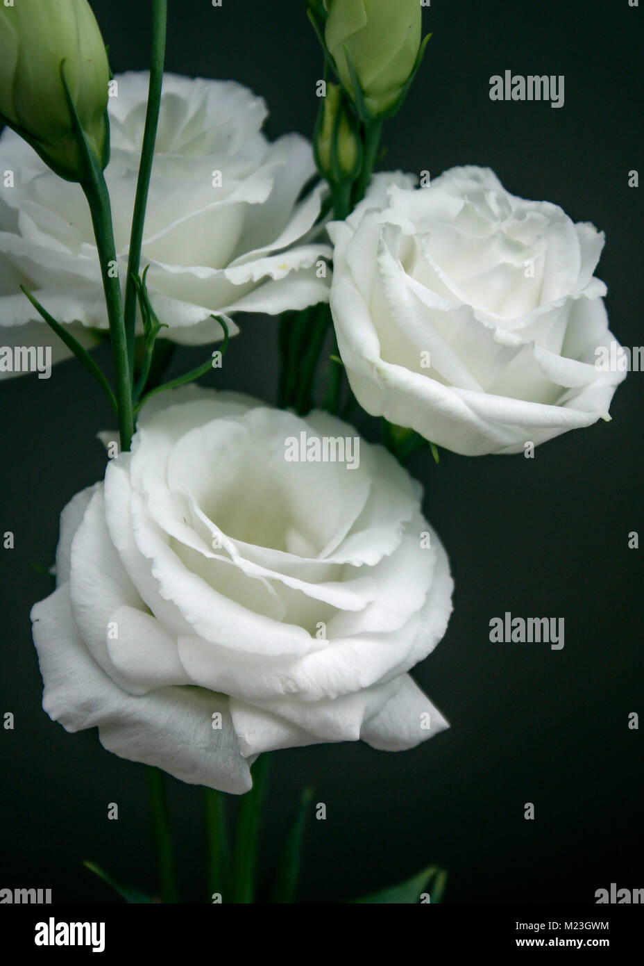 Bouquet of White Roses Stock Photo
