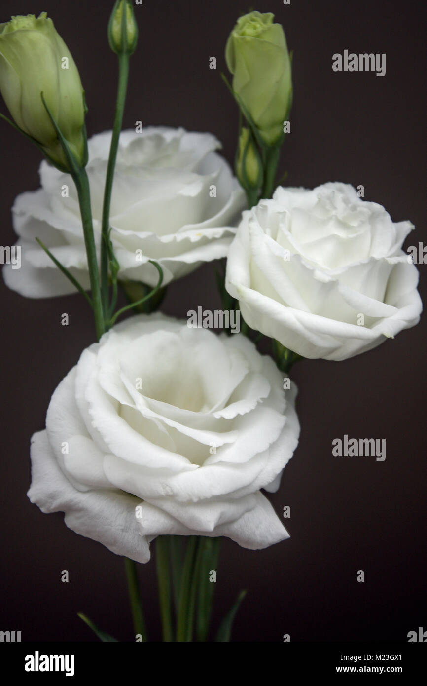 Bouquet of White Roses Stock Photo
