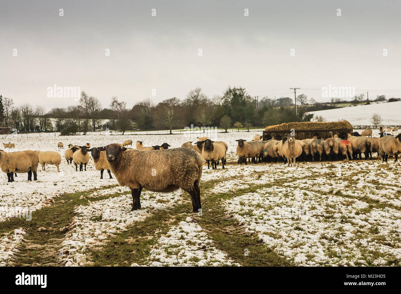 Hertfordshire sheep in snow Stock Photo