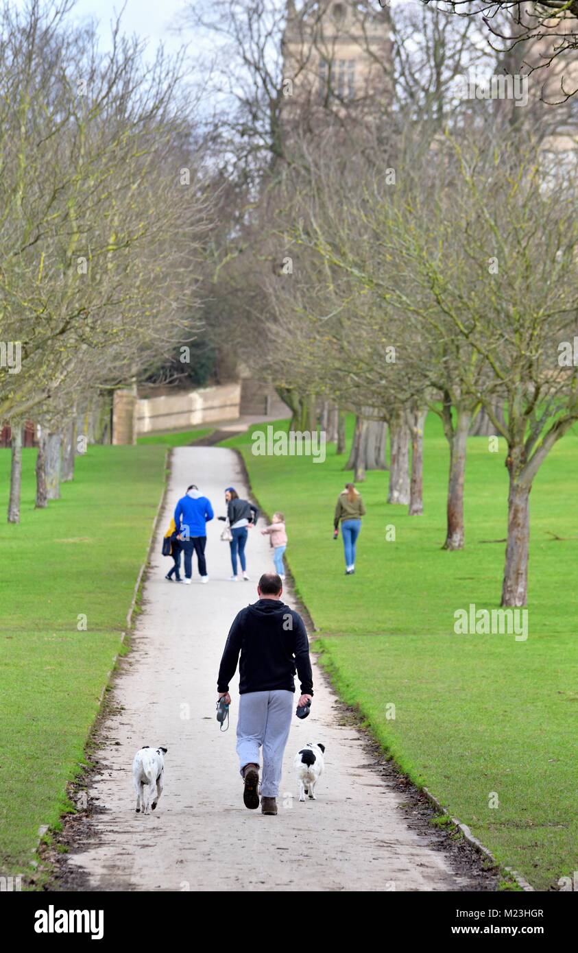 Man walking his dogs Wollaton Park Nottingham England UK Stock Photo