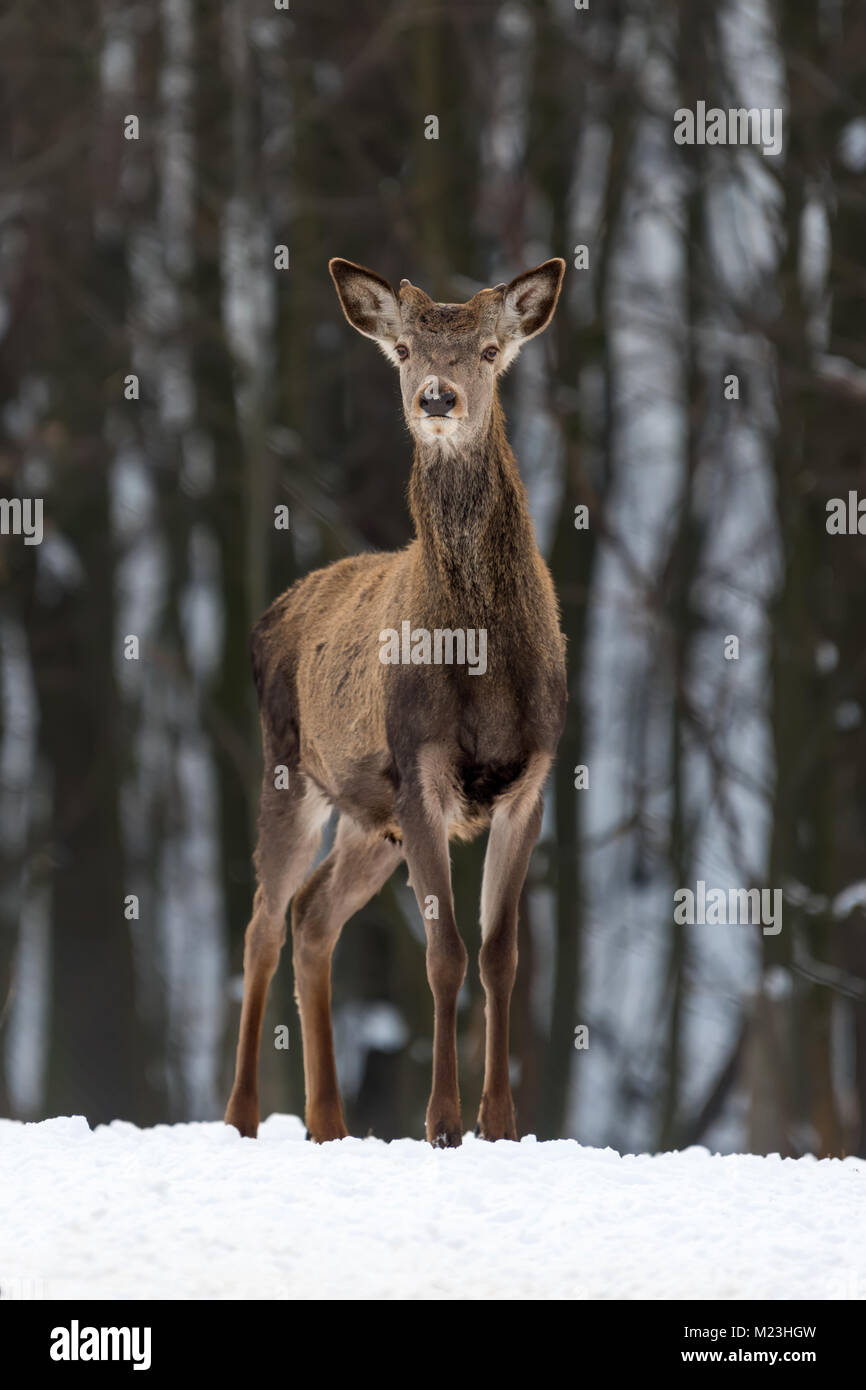 Doe whitetail female snow winter wildlife hi-res stock photography and ...