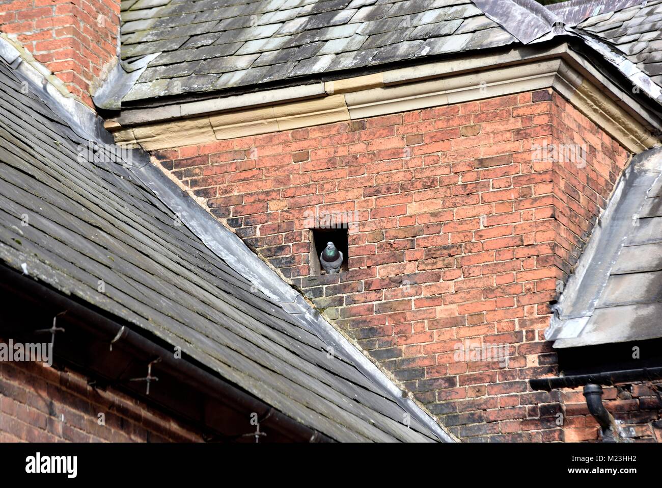 Pigeon sitting in a hole in the side of an old building Wollaton Park Nottingham England UK Stock Photo