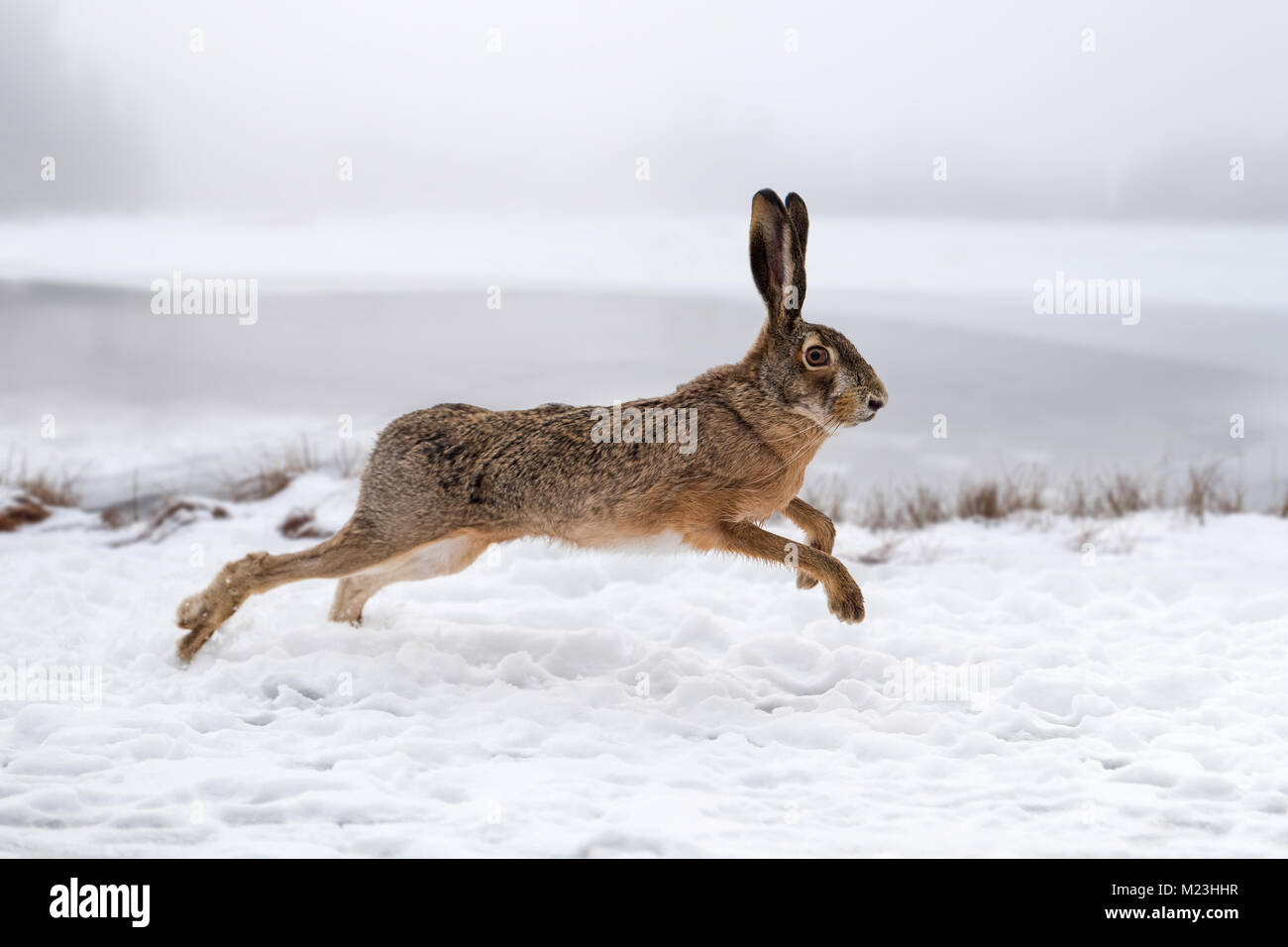 Hare running in the winter field Stock Photo