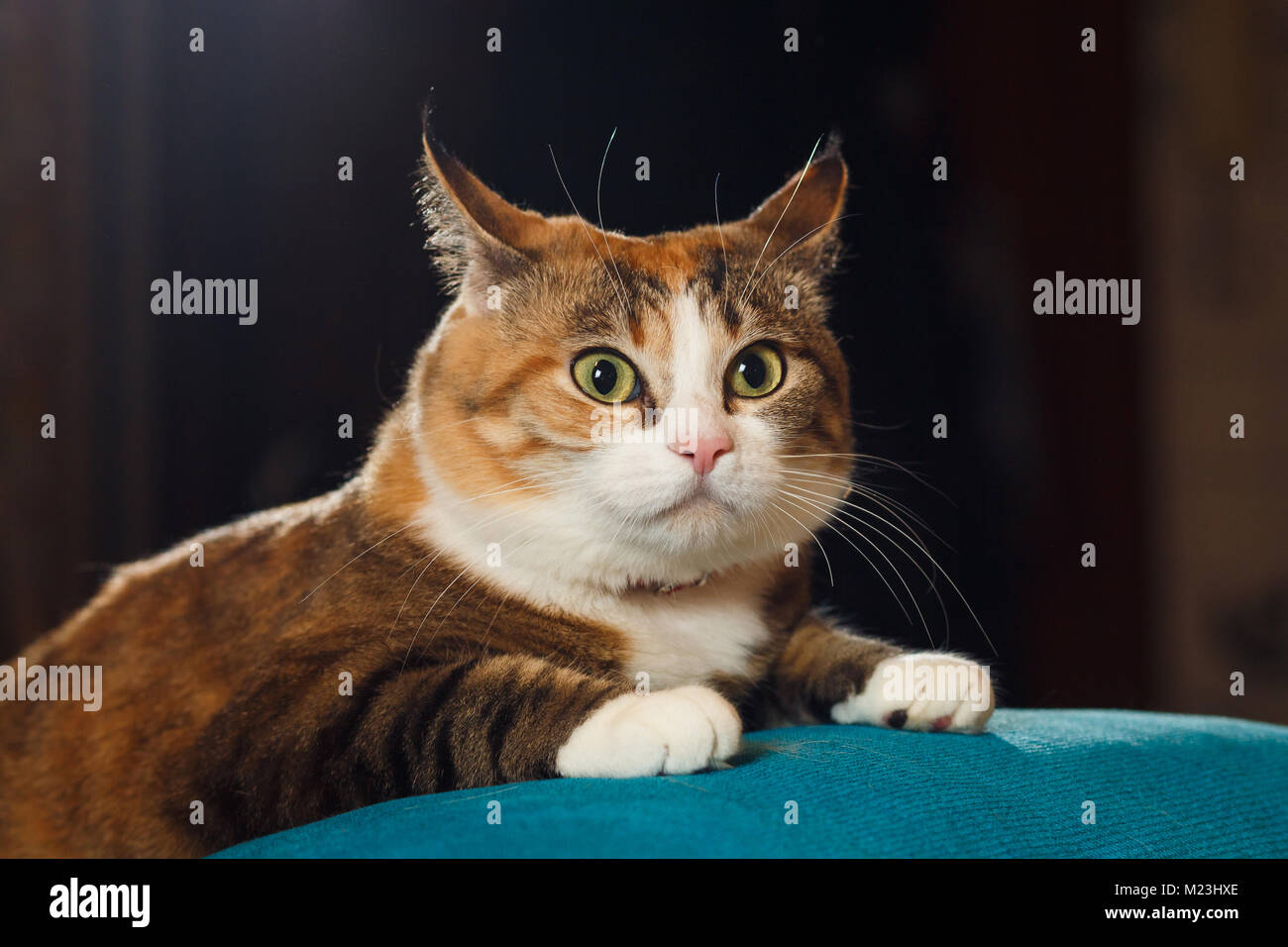 Pretty ginger cat pricked up ears in the alert. Surprised cat, funny emotions. Stock Photo