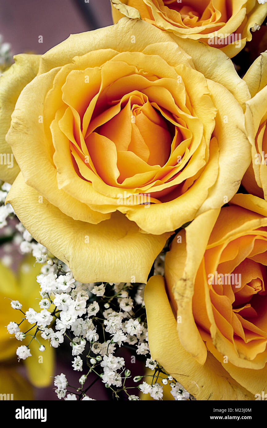 Bouquet of Yellow Roses and white tiny flowers Stock Photo Alamy