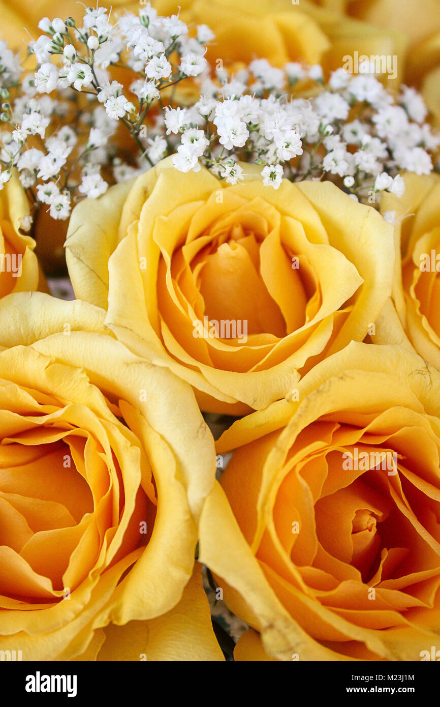 Birds Eye View Of Roses High Resolution Stock Photography and Images - Alamy
