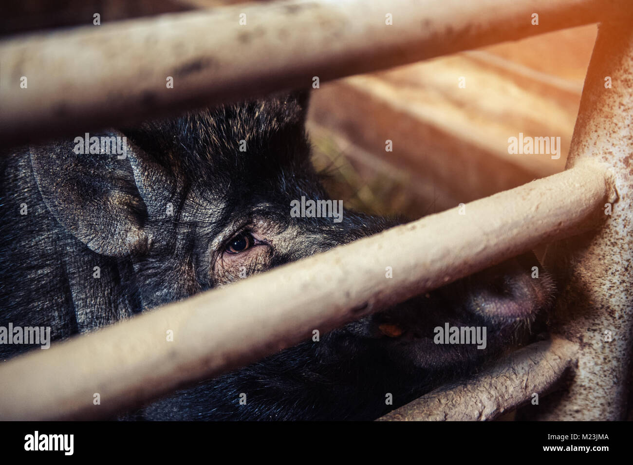 Closeup of the head hairy, black spotted pig looking at camera in a pen on the farm. Stock Photo
