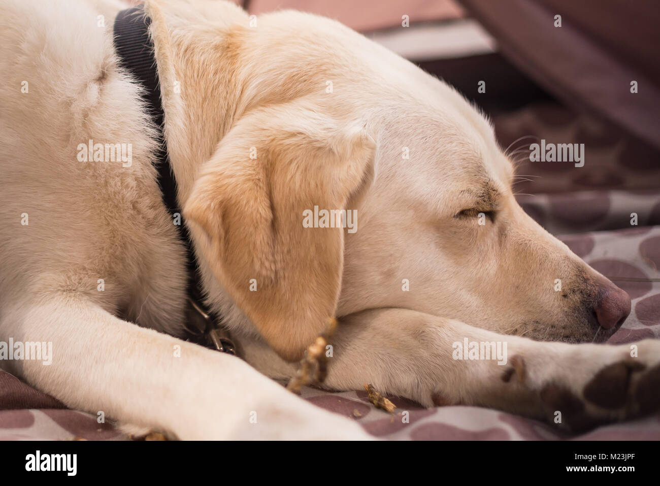 Labrador retriever asleep. Stock Photo